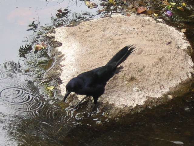 618x457 pixels (213K)